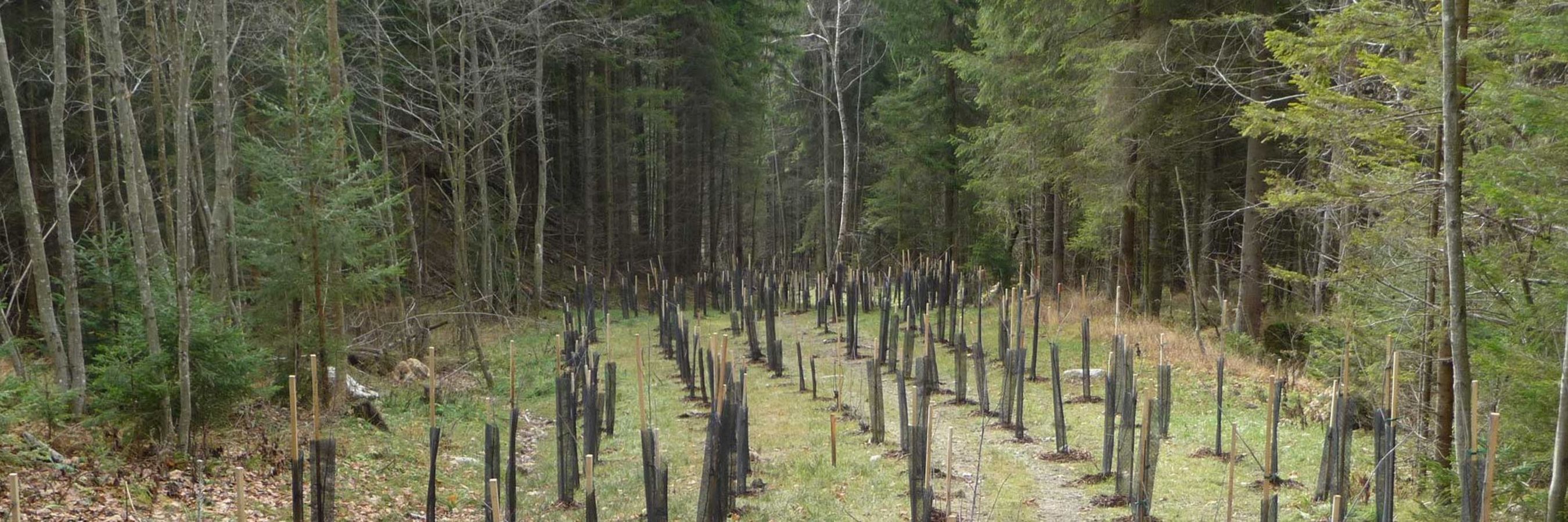 Aufforstung durch Jungbäume in einem Waldgrundstück