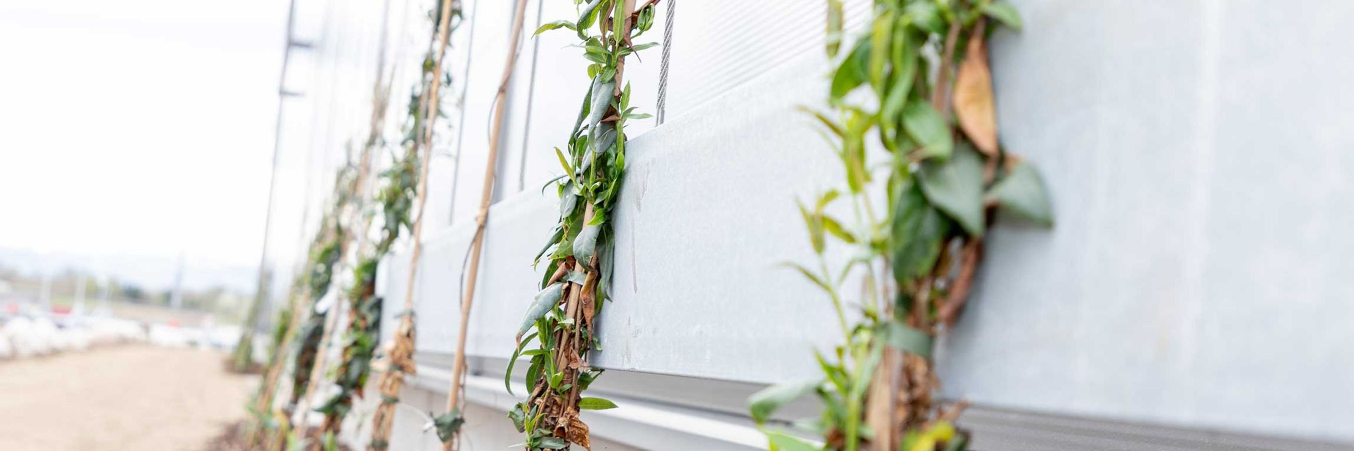 Detail Fassadenbegrünung