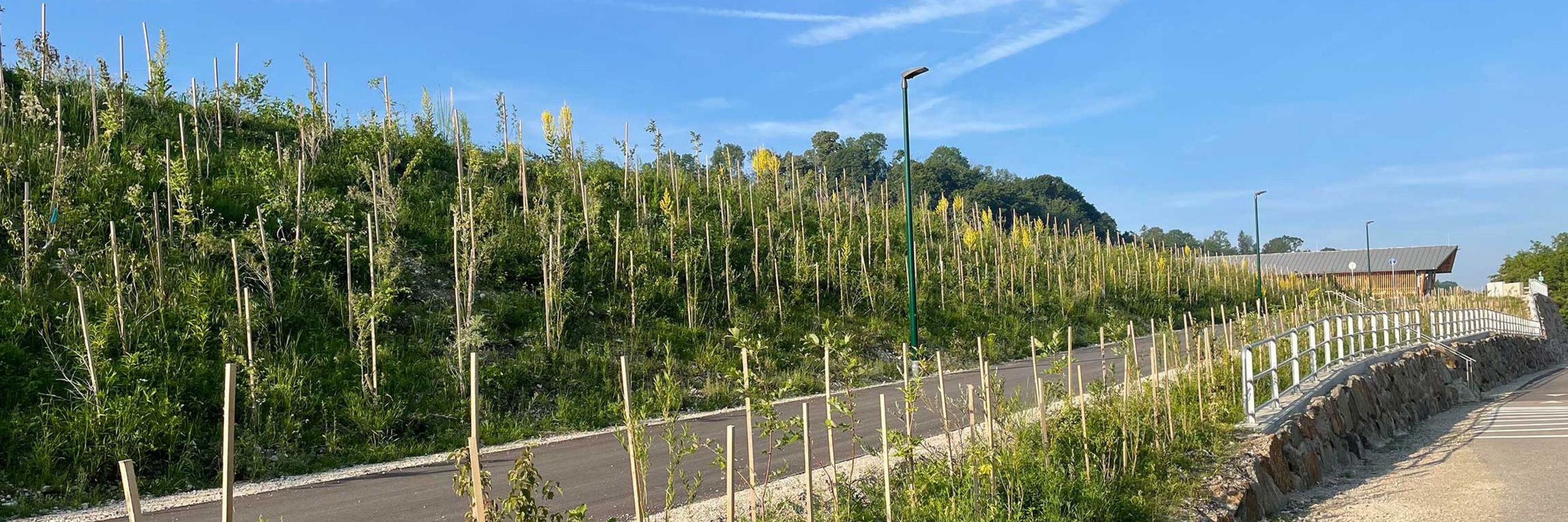 Aufforstung mit Jungbäumen neben einer Straße