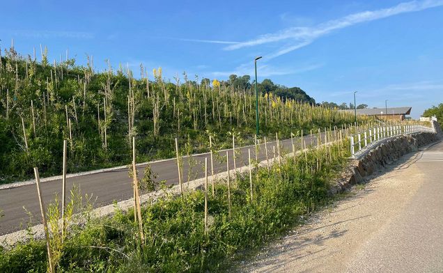 Slide Aufforstung mit Jungbäumen neben einer Straße