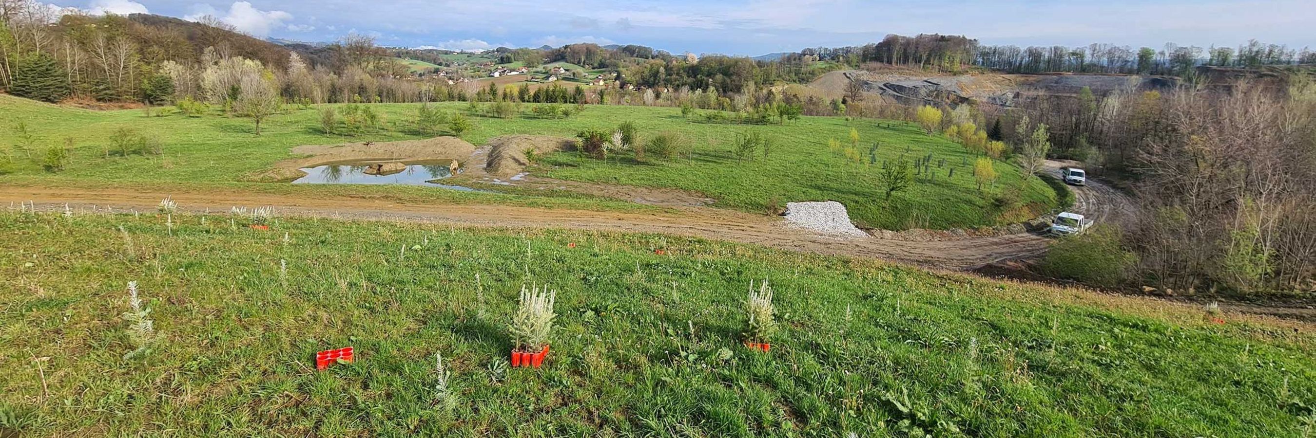 Jungfplanzen auf grüner Wiese für Aufforstung