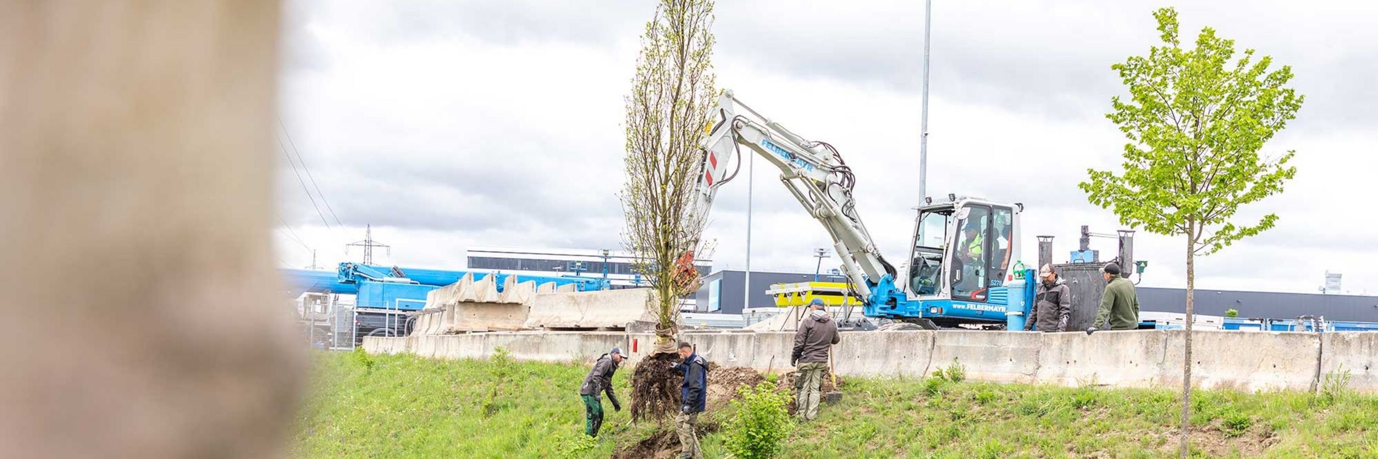 Baumbepflanzung bei der Firmenzentrale von Felbermayr.