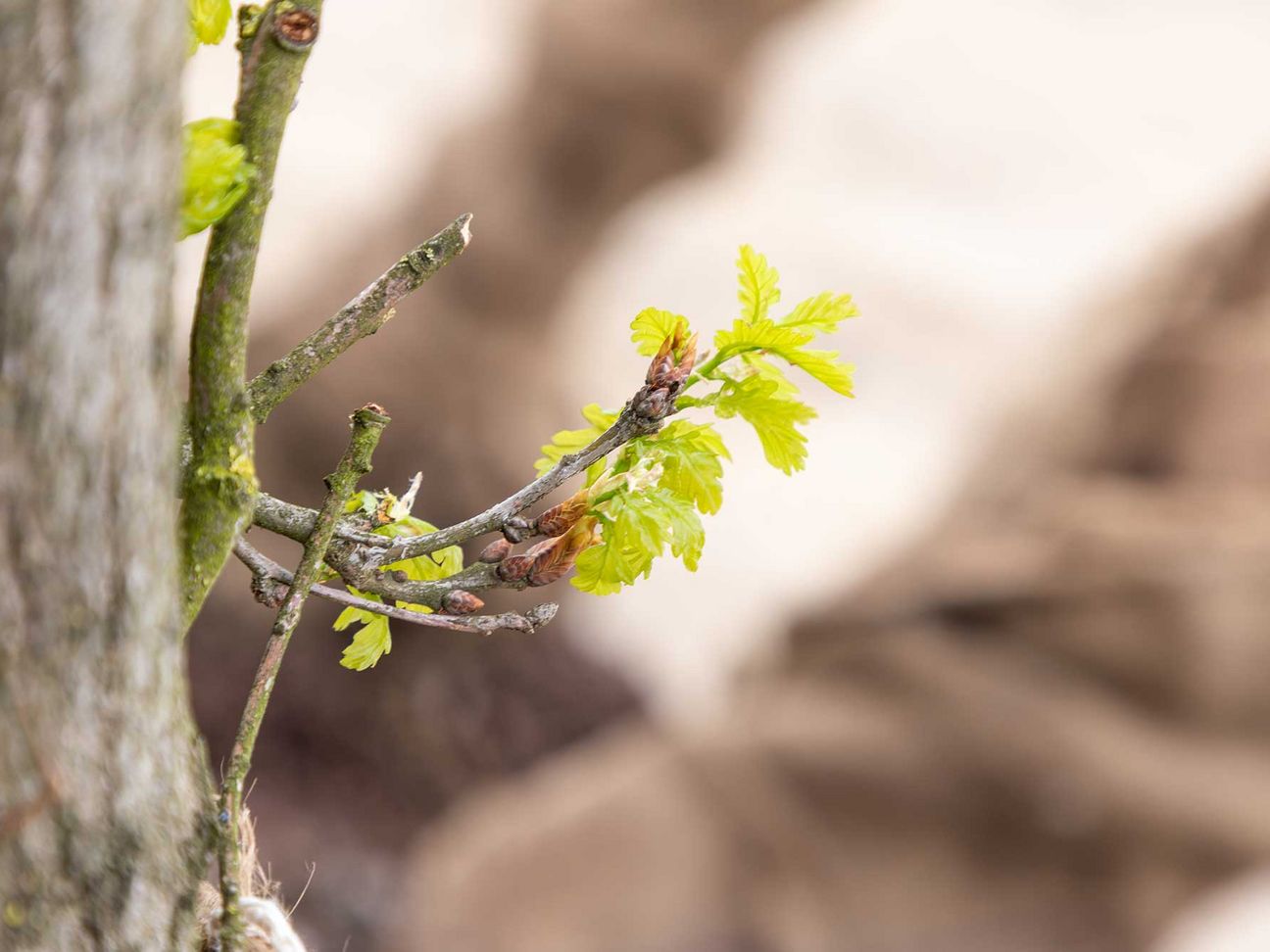 Baumbepflanzung  bei der Firmenzentrale