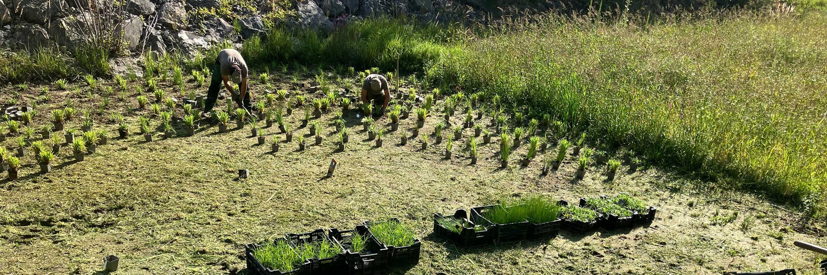 Bepflanzung mit Wasserpflanzen als landschaftsbauliche Maßnahme.