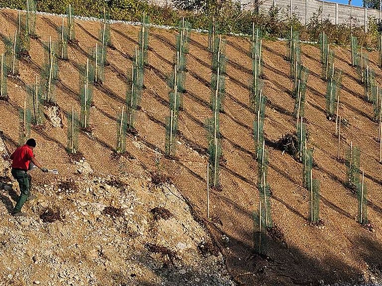Aufforstung Steilhang mit Jungbäumen und Kokosgewerbe