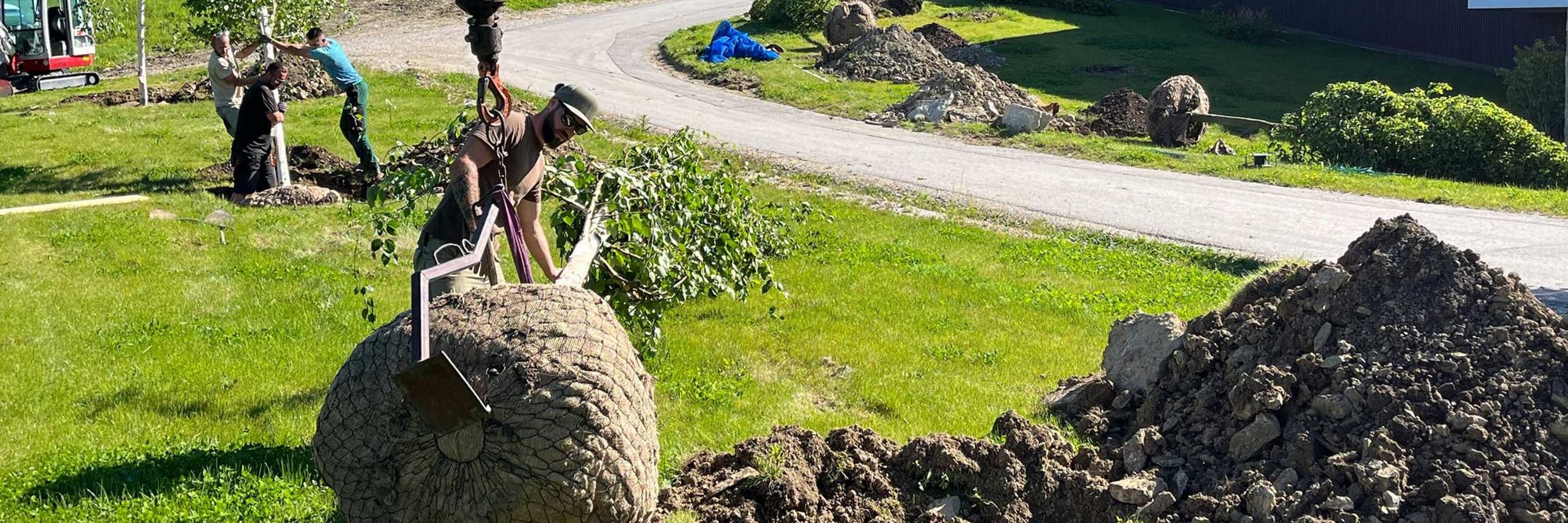 Großbaum mit Wurzelballen und Arbeiter