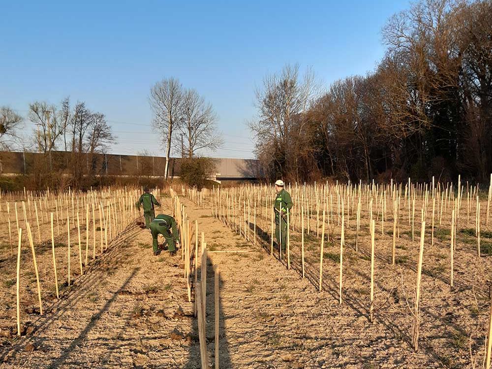 3 Männer bei Aufforstungsarbeiten auf einer sonnigen, ebenen Fläche