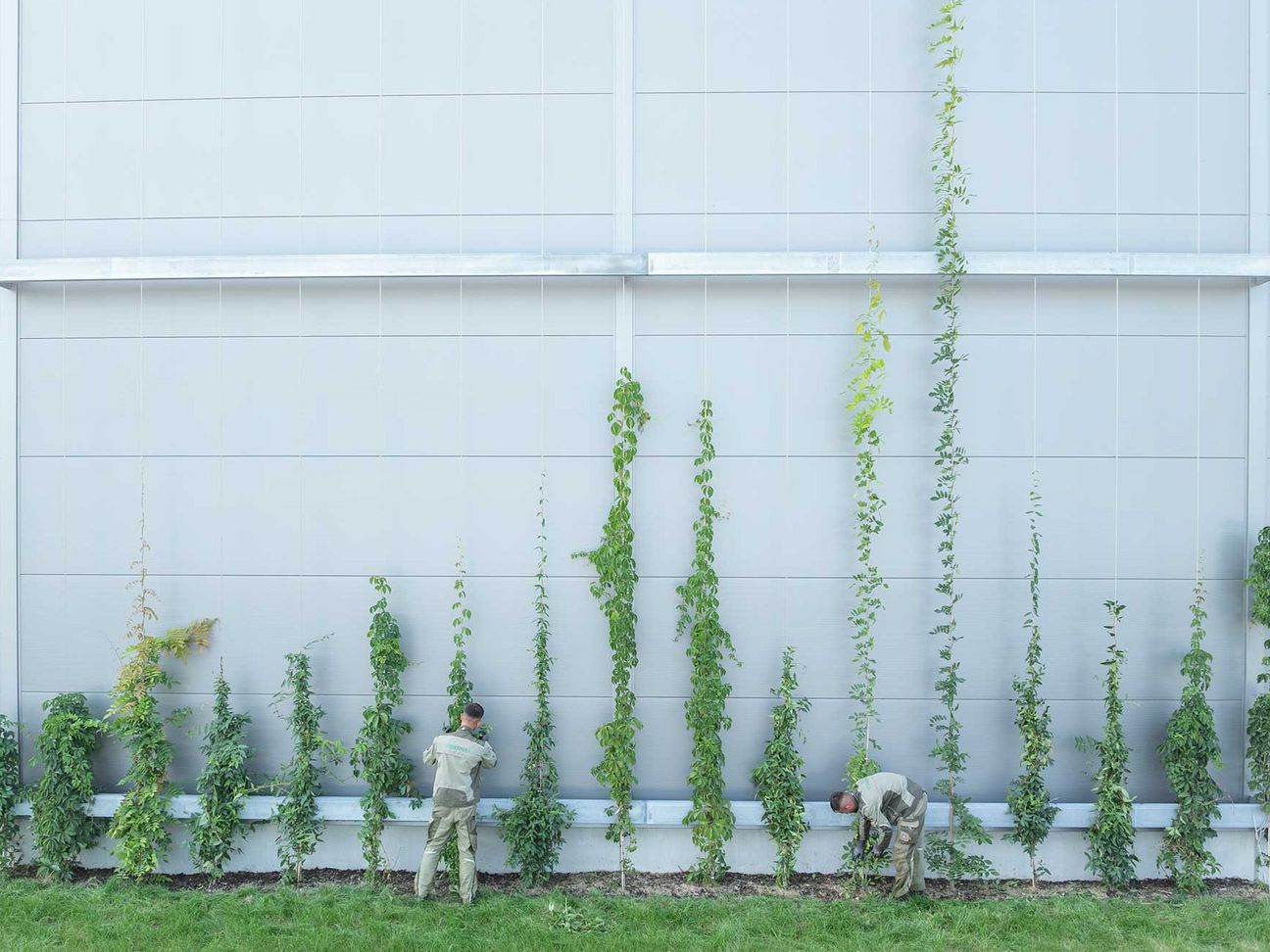 Mitarbeiter von Danner bei Arbeiten an einer Fassadenbegrünung mit Kletterpflanzen.