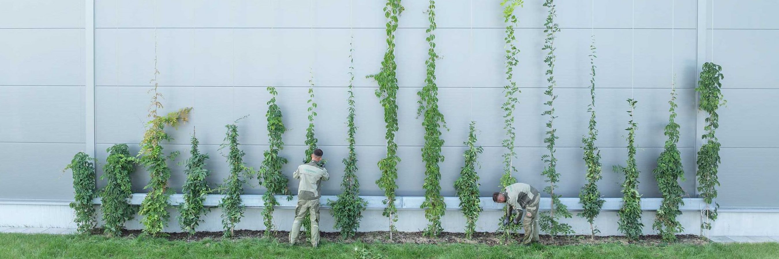 Mitarbeiter von Danner bei Arbeiten an einer Fassadenbegrünung mit Kletterpflanzen.
